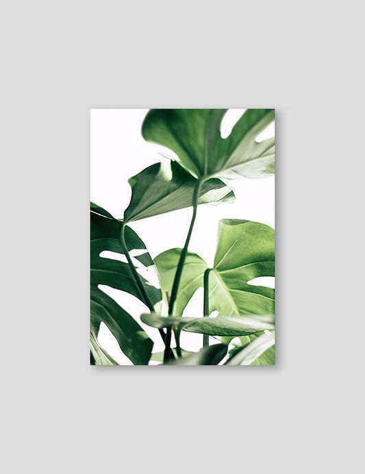 Monstera #3 - Doenvang