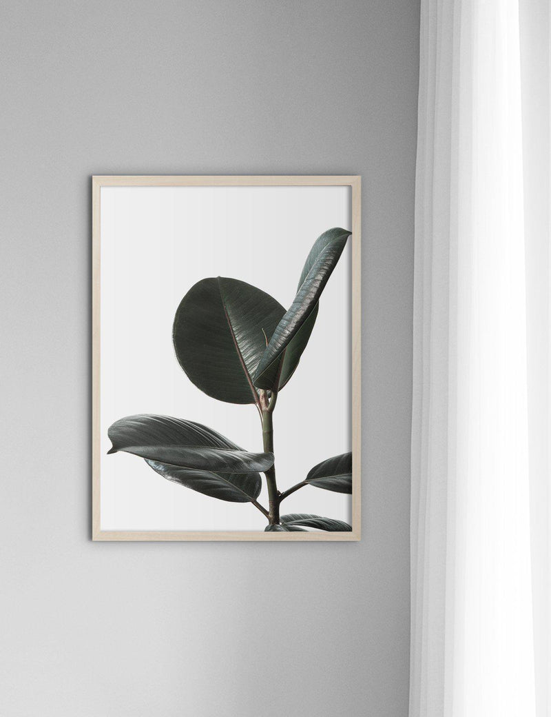 Rubberplant #2 - Doenvang